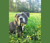Odin, a Staffordshire Terrier tested with EmbarkVet.com