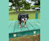 Tanner, a Chihuahua and Pomeranian mix tested with EmbarkVet.com