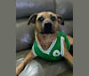 Photo of Sansa, an American Pit Bull Terrier, Rat Terrier, Labrador Retriever, and Mixed mix in Tennessee, USA
