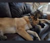 Arrie, a German Shepherd Dog and Akita mix tested with EmbarkVet.com
