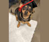 Remy, a Dachshund and Chihuahua mix tested with EmbarkVet.com
