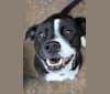 Poppy, a Labrador Retriever and American Pit Bull Terrier mix tested with EmbarkVet.com