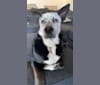 Milo, a German Shepherd Dog and Siberian Husky mix tested with EmbarkVet.com