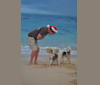 Photo of Paumalu Stretchy Stretch, a Wire Fox Terrier  in Sunset Beach, Kamehameha Highway, Pupukea, HI, USA