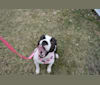 Piper, an American Bully tested with EmbarkVet.com