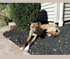 Cruz, an American Pit Bull Terrier and Labrador Retriever mix tested with EmbarkVet.com