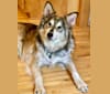 Arlo, a Siberian Husky and German Shepherd Dog mix tested with EmbarkVet.com