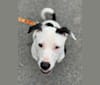 Kai, an American Pit Bull Terrier and American Staffordshire Terrier mix tested with EmbarkVet.com