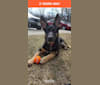 Ava Lynch, a German Shepherd Dog tested with EmbarkVet.com