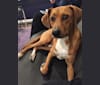 Henry, a German Shepherd Dog and Labrador Retriever mix tested with EmbarkVet.com