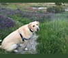 Roma, a Labrador Retriever and Australian Cattle Dog mix tested with EmbarkVet.com