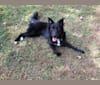 Ruby, a Labrador Retriever and German Shepherd Dog mix tested with EmbarkVet.com