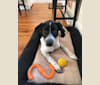 Ami, a Treeing Walker Coonhound and Labrador Retriever mix tested with EmbarkVet.com