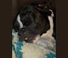 Photo of Houston, an American Pit Bull Terrier, American Bulldog, and American Staffordshire Terrier mix in Kenosha, WI, USA