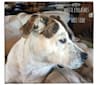 Photo of Tasha, an American Pit Bull Terrier, American Staffordshire Terrier, Rottweiler, and Mixed mix in Roswell, New Mexico, USA