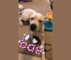 Duke, a Dogo Argentino tested with EmbarkVet.com