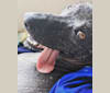 Zodiac, an American Village Dog tested with EmbarkVet.com
