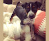 Rally Howell, an Australian Shepherd and Treeing Walker Coonhound mix tested with EmbarkVet.com