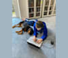 Lulu, a Rottweiler tested with EmbarkVet.com