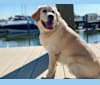 Walter, a Labrador Retriever and American Foxhound mix tested with EmbarkVet.com