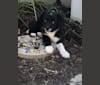 Photo of Finn, a Siberian Husky, Beagle, Australian Shepherd, Labrador Retriever, Chow Chow, Cocker Spaniel, and Mixed mix in Kentucky, USA