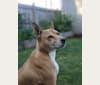 Hanzo, a Basenji and American Pit Bull Terrier mix tested with EmbarkVet.com