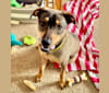 Photo of Chewie, a Mountain Cur, American Leopard Hound, Siberian Husky, Great Pyrenees, and Mixed mix in Kentucky, USA