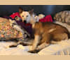 Puja, a South Asian Village Dog tested with EmbarkVet.com