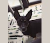 Photo of Lucifer, a Chihuahua, Australian Cattle Dog, American Pit Bull Terrier, and Rat Terrier mix in New York, New York, USA