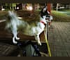 Rocket, an East Asian Village Dog tested with EmbarkVet.com