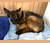 Sheba, a German Shepherd Dog tested with EmbarkVet.com