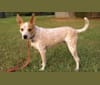 Warrah, an Australian Cattle Dog and Chihuahua mix tested with EmbarkVet.com