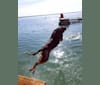 Jericho Dunes, a Labrador Retriever and Border Collie mix tested with EmbarkVet.com