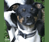 Carl, a Rat Terrier tested with EmbarkVet.com