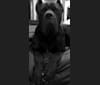 Dozer of Massive Mastiffs, a Boerboel and Neapolitan Mastiff mix tested with EmbarkVet.com