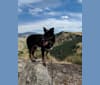 Inca, an Australian Shepherd and Border Collie mix tested with EmbarkVet.com