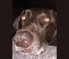 Kona, a Labrador Retriever and German Shorthaired Pointer mix tested with EmbarkVet.com