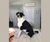 Theodore Ellington, an American Pit Bull Terrier and Siberian Husky mix tested with EmbarkVet.com