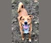 Rubi, a Doberman Pinscher and American Pit Bull Terrier mix tested with EmbarkVet.com