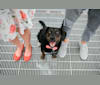Murphy, a Beagle and Siberian Husky mix tested with EmbarkVet.com