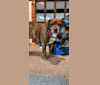 Brandy, a Beagle and French Bulldog mix tested with EmbarkVet.com