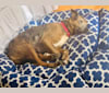 Cassie, a Catahoula Leopard Dog and Border Collie mix tested with EmbarkVet.com