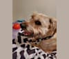 Benji, an American Pit Bull Terrier and Shih Tzu mix tested with EmbarkVet.com