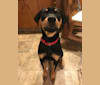 Olive, a Rottweiler and Boxer mix tested with EmbarkVet.com
