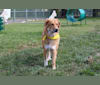Persephone, a Great Pyrenees and Chow Chow mix tested with EmbarkVet.com