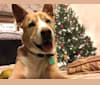 Henry, a Rottweiler and Siberian Husky mix tested with EmbarkVet.com