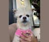 Honey, a Chihuahua and Poodle (Small) mix tested with EmbarkVet.com