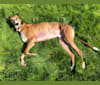 Barton, a Greyhound tested with EmbarkVet.com