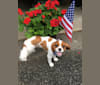 Rusty, a Cavalier King Charles Spaniel tested with EmbarkVet.com
