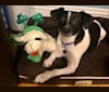 Panda, a Rat Terrier and Poodle (Small) mix tested with EmbarkVet.com